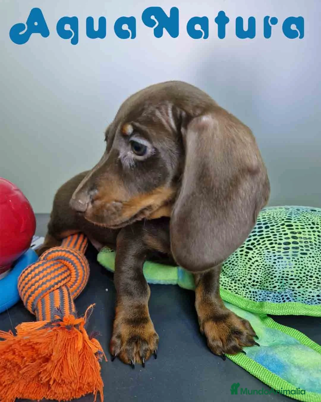 Teckel Miniatura perros en venta: Teckel Macho DCD 1574 AQUANATURA - Anuncio 8