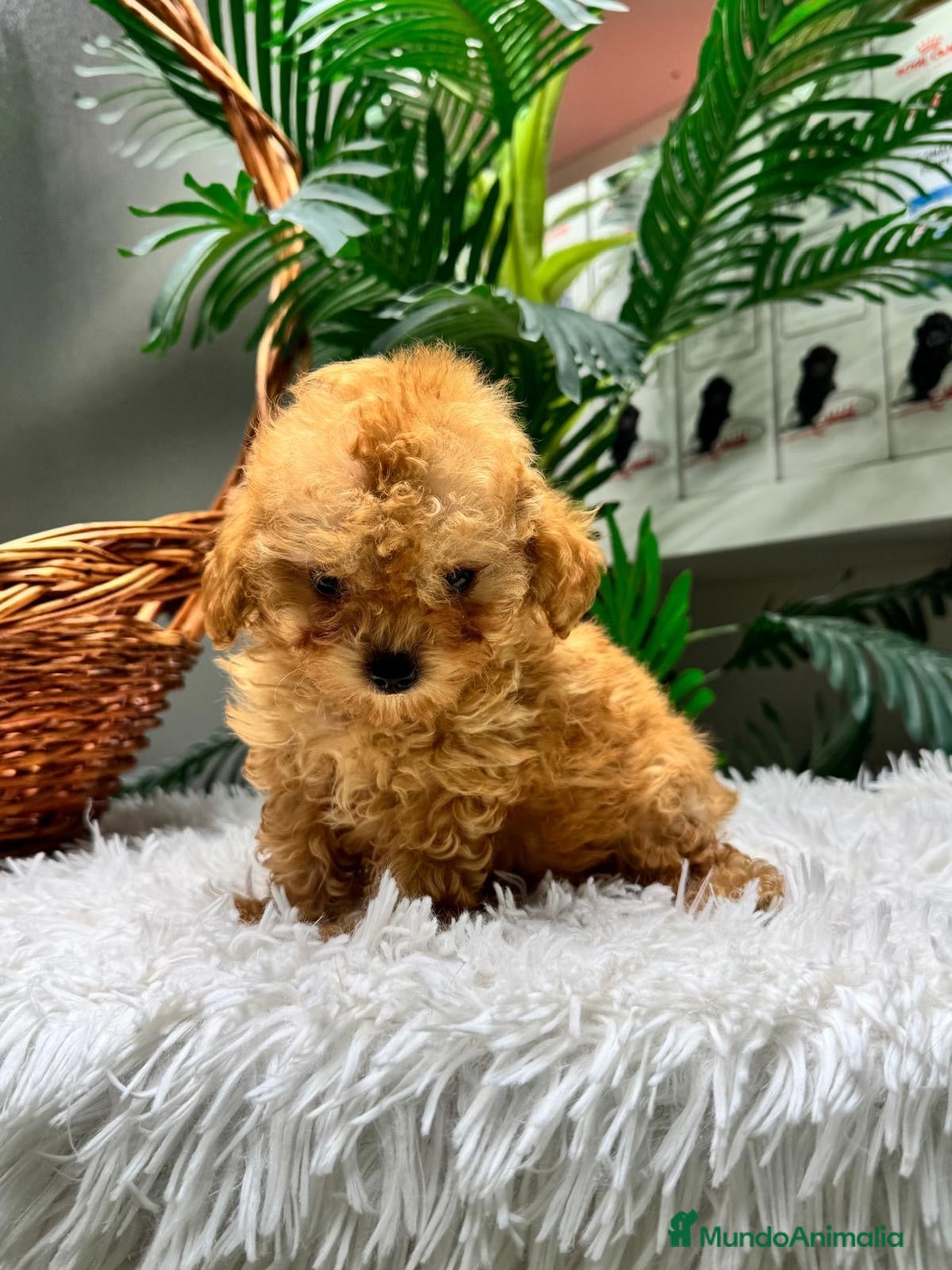 Caniche Toy perros CANICHE TOY - Anuncio 1