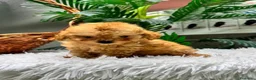 Caniche Toy perros en venta: CANICHE TOY - Anuncio 1