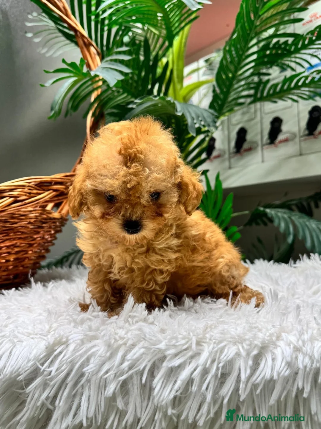 Caniche Toy perros en venta: CANICHE TOY - Anuncio 1