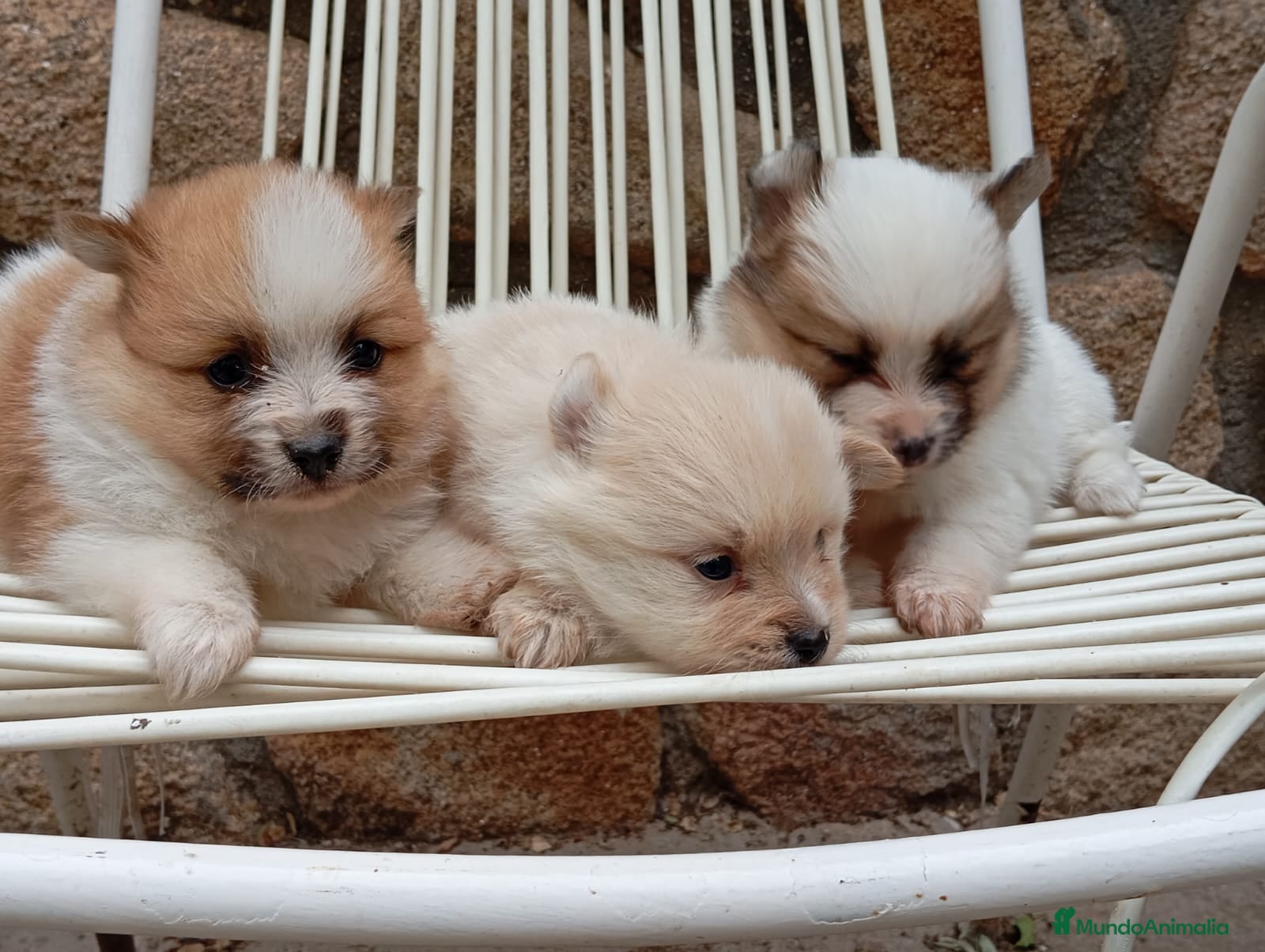 Pomerania perros Pomerania micro toy bicolor - Anuncio 23