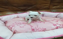 Chihuahua perros en venta: CHIHUAHUA TOY  - Imagen 7