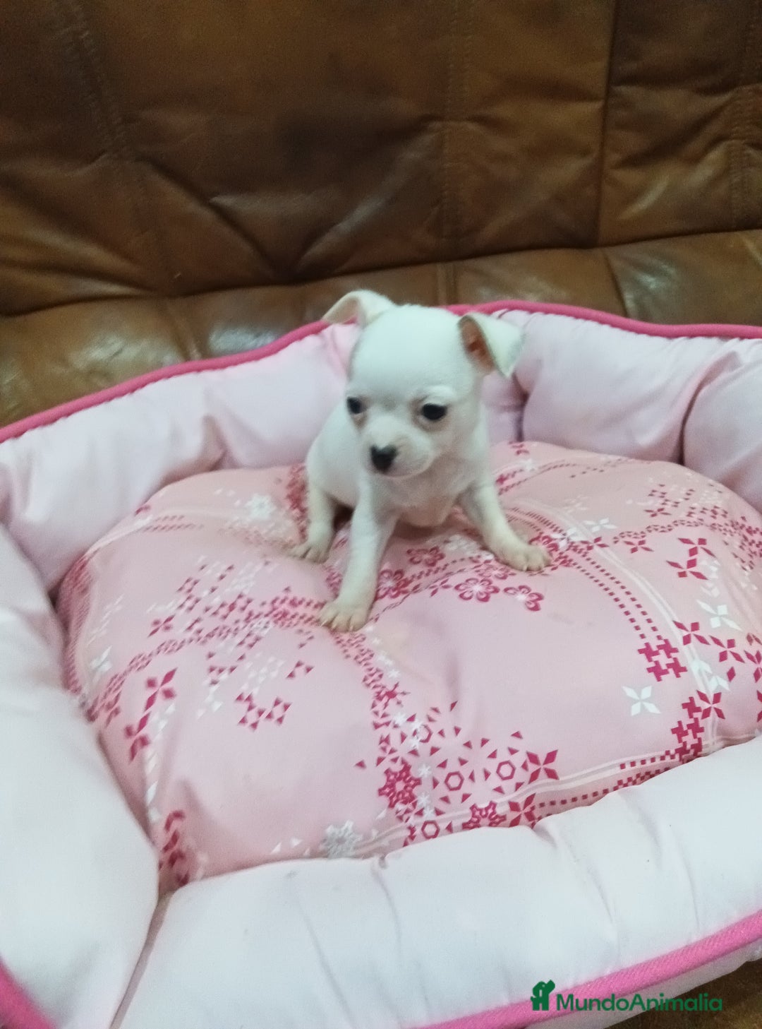 Chihuahua perros en venta: CHIHUAHUA TOY  - Imagen 7