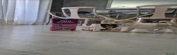 Chihuahua perros en venta: Chihuahuas micro toys - Anuncio 6
