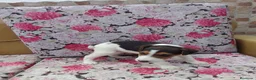 Fox Terrier de Pelo Duro perros en venta: Fox terrier de pelo duro - Anuncio 5