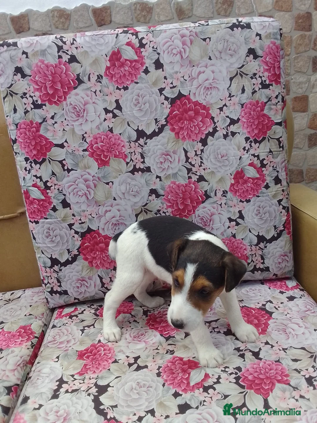 Fox Terrier de Pelo Duro perros en venta: Fox terrier de pelo duro - Anuncio 5
