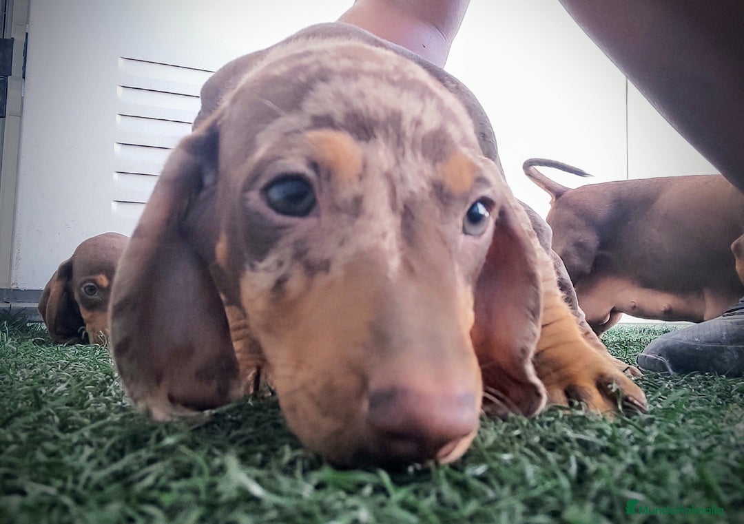 Teckel perros en venta: Teckel chocolate y Arlequín  - Imagen 4