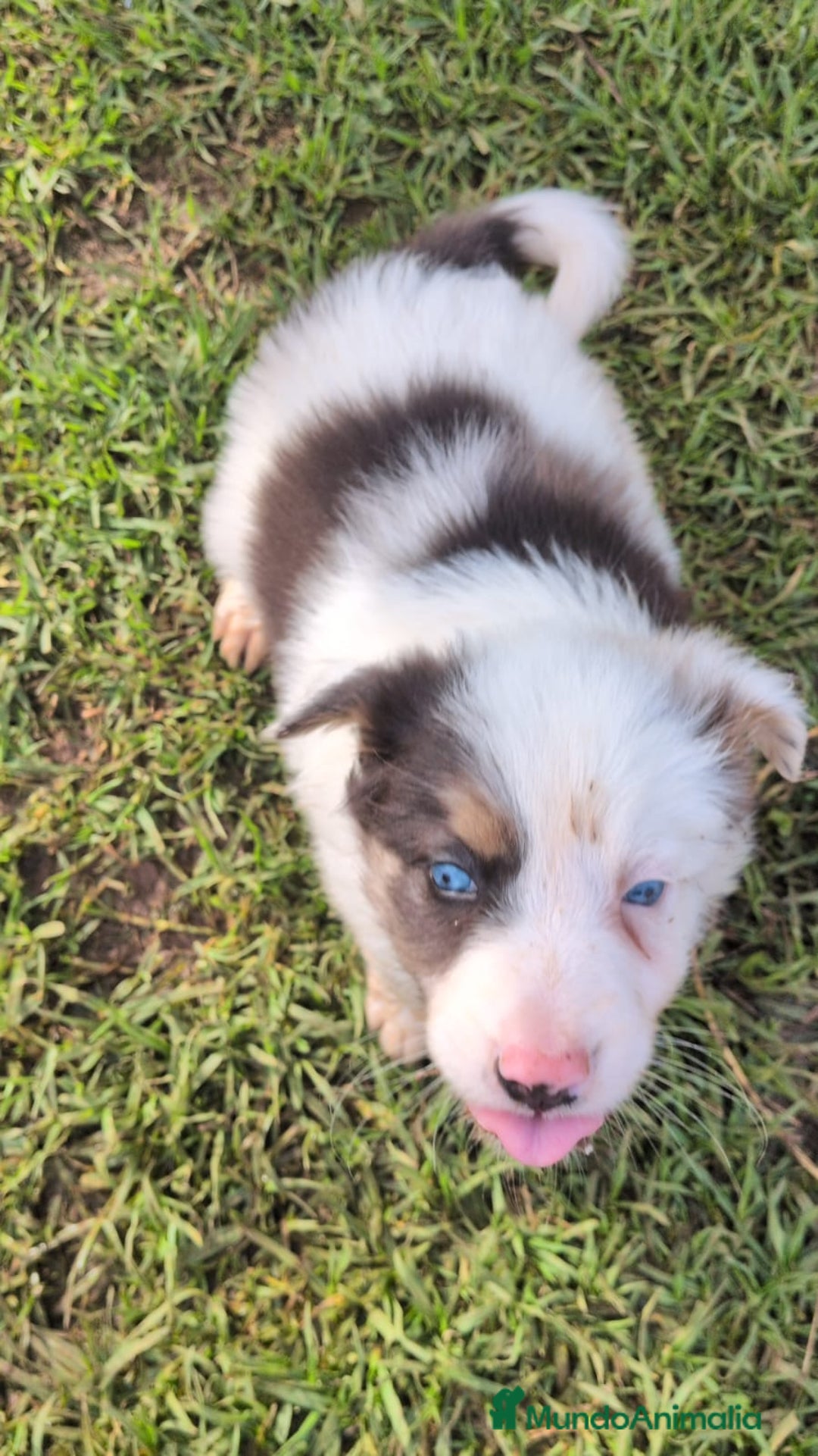 Border Collie perros en venta: BORDER COLLIE MACHO - Anuncio 3