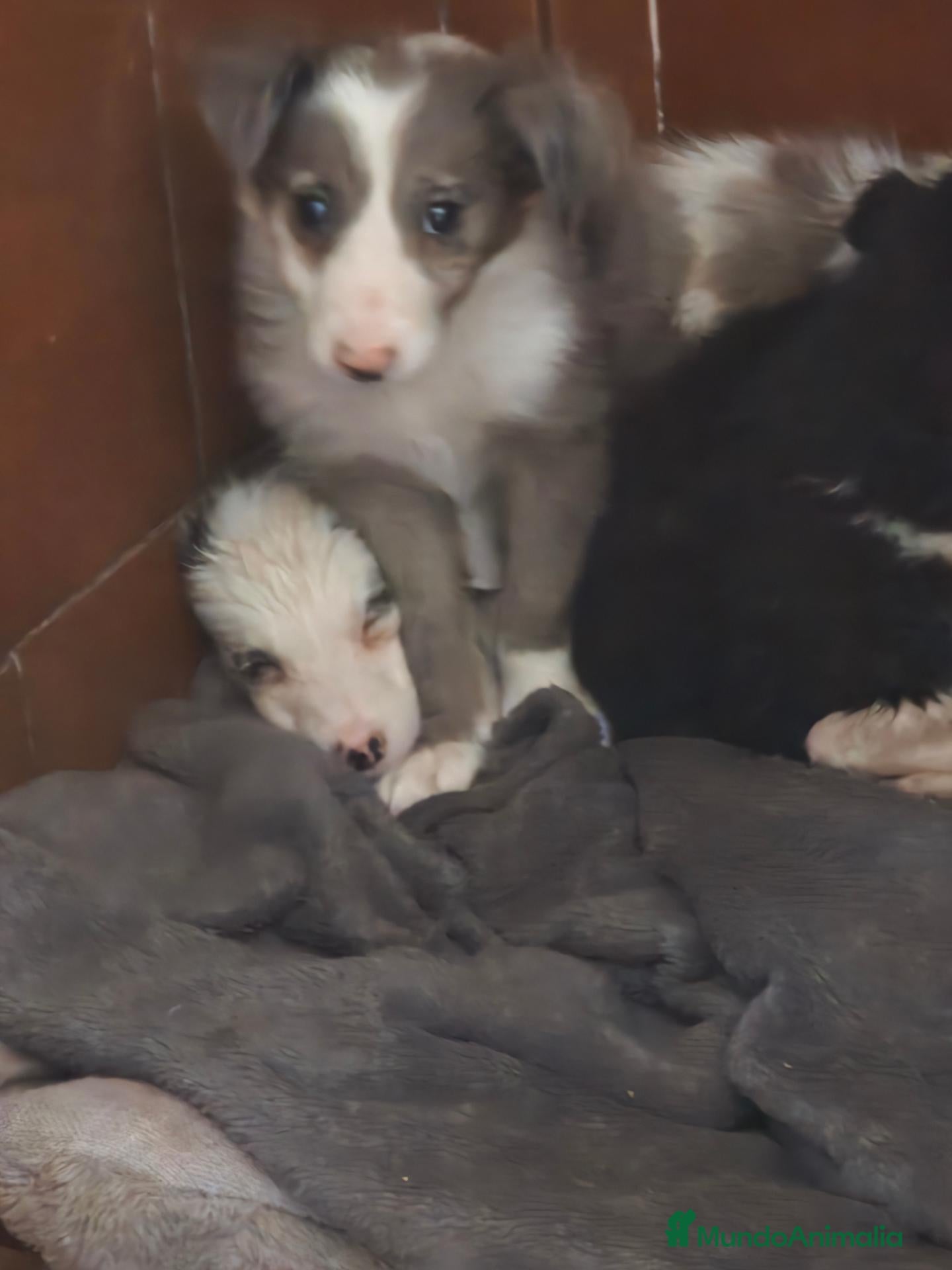 Border Collie perros Border collie - Anuncio 1