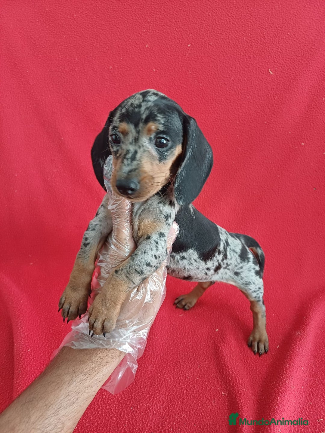 Teckel perros en venta: Teckel Miniatura Arlequin  - Imagen 1
