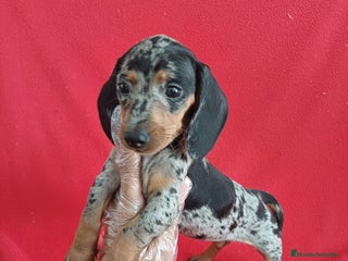 Teckel perros - Anuncio 20