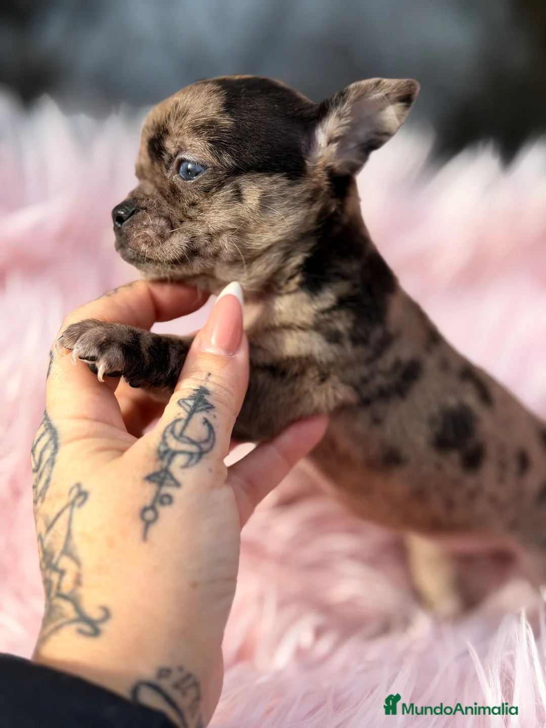 Chihuahua perros en venta: Chihuahua Merle hembra ojo azul  - Anuncio 4