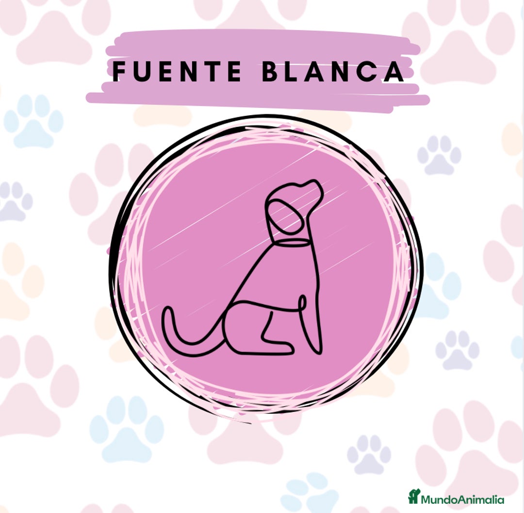 Chihuahua perros en venta: Chihuahua toy macho cabeza manzana - Anuncio 1