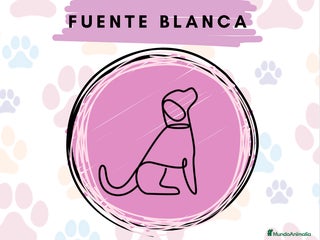 Chihuahua perros Chihuahua toy macho cabeza manzana - Anuncio 2