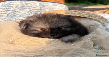 Pomerania perros - Anuncio 7