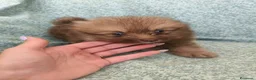 Pomerania perros en venta: Pomerania - Anuncio 7