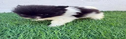 Pomerania perros en venta: Pomerania - Anuncio 7