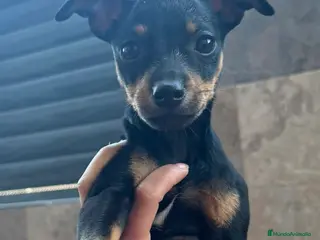 Pinscher Alemán perros Pincher - Anuncio 2
