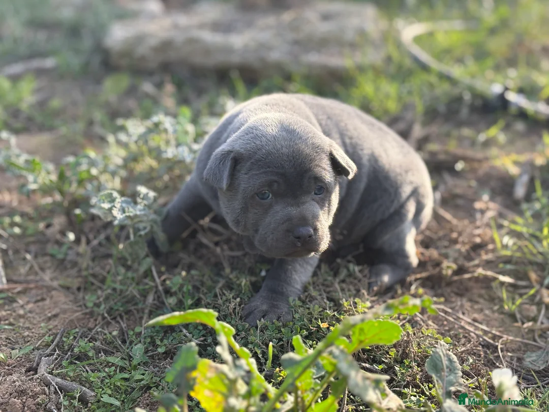 Thai Ridgeback Dog perros en venta: 🐕🐾🐾 Thai Ridgeback Dog - Exclusividad Absoluta! - Anuncio 12