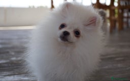 Pomerania perros en venta: 🐾 Froxty – Pomerania macho blanco 🐾 - Imagen 6