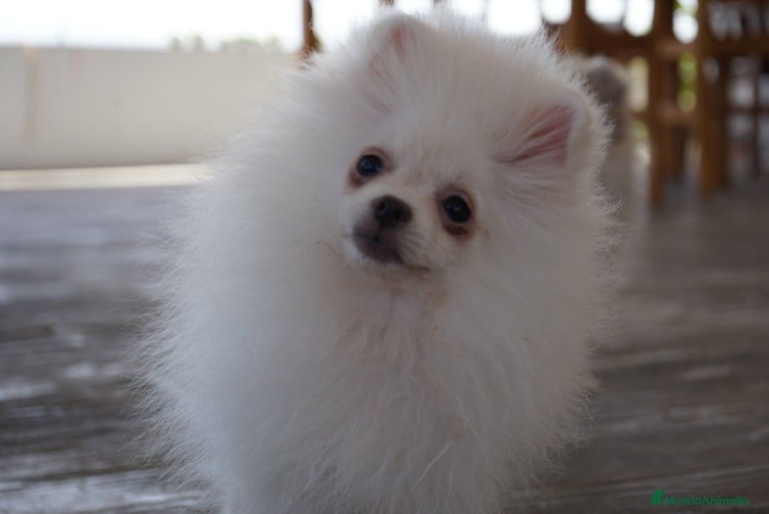 Pomerania perros en venta: 🐾 Froxty – Pomerania macho blanco 🐾 - Imagen 6
