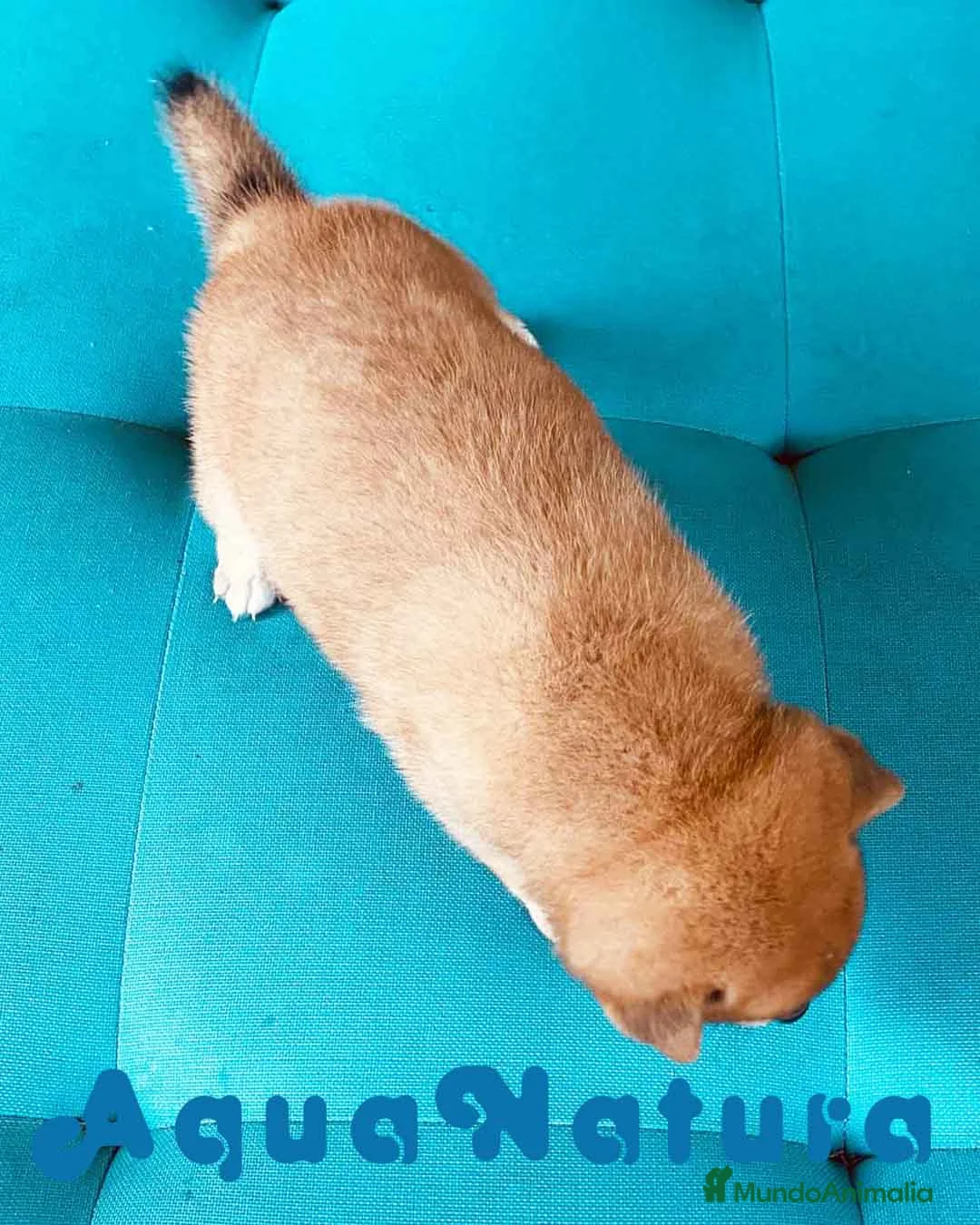 Shiba Inu perros en venta: Shiba Inu Hembra 3 de Magy - AQUANATURA en Barcelona - Anuncio 3