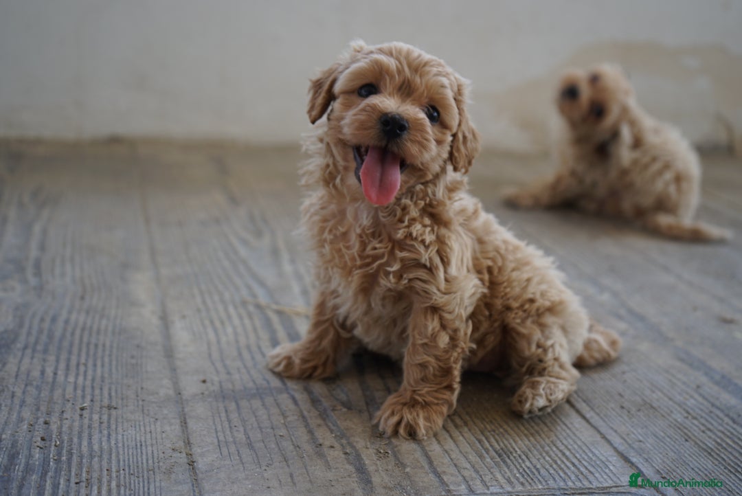 Maltipoo perros en venta: 🐾 LAMBO & SANI, Maltipoo ✨ - Imagen 4