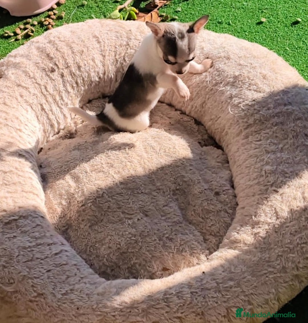 Chihuahua perros en venta: Chihuahua micro toy  - Anuncio 1