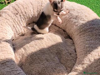 Chihuahua perros Chihuahua micro toy - Anuncio 37