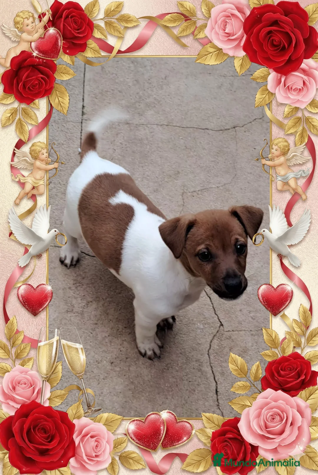 Jack Russell Terrier perros en venta: Jack russell  - Anuncio 1