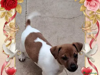 Jack Russell Terrier perros Jack russell - Anuncio 1