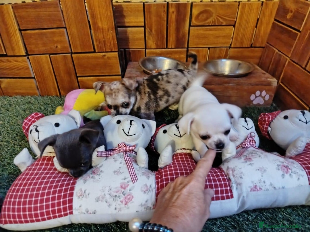 Chihuahua perros en venta: Chihuahua cabeza manzana  - Imagen 1