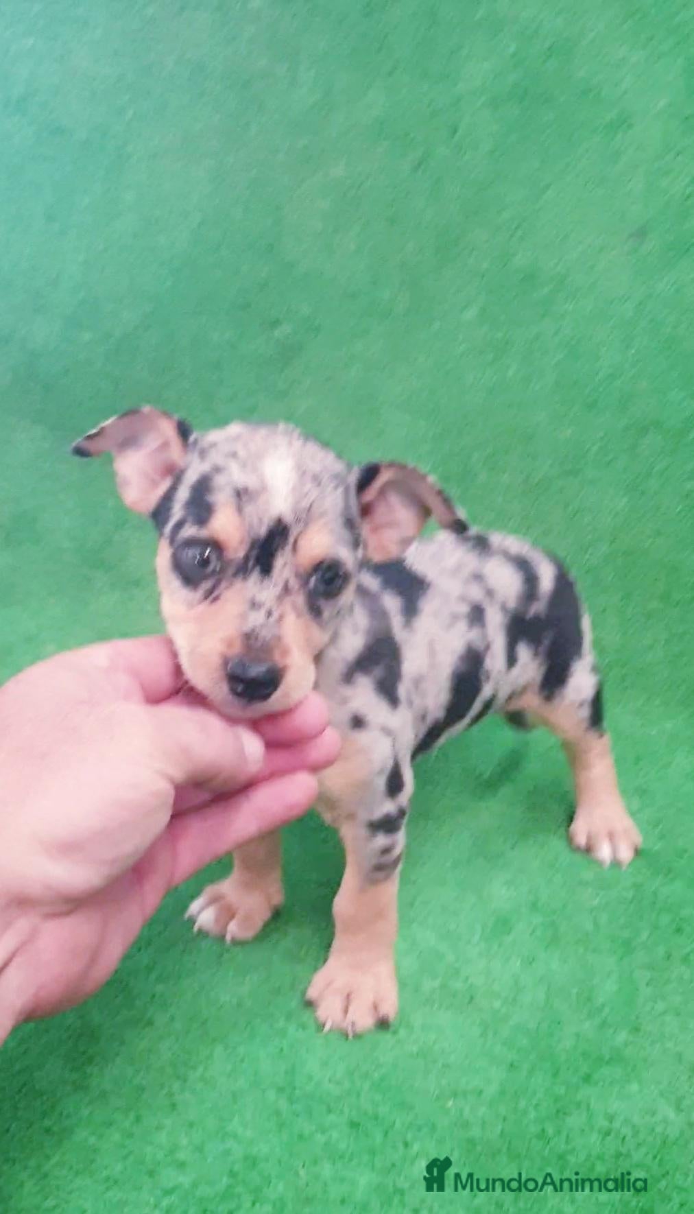 Raza Mixta perros Mix Chihuahua - Pincher - Anuncio 13