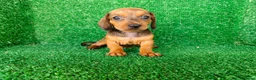 Teckel Miniatura perros en venta: teckel miniatura - Anuncio 17