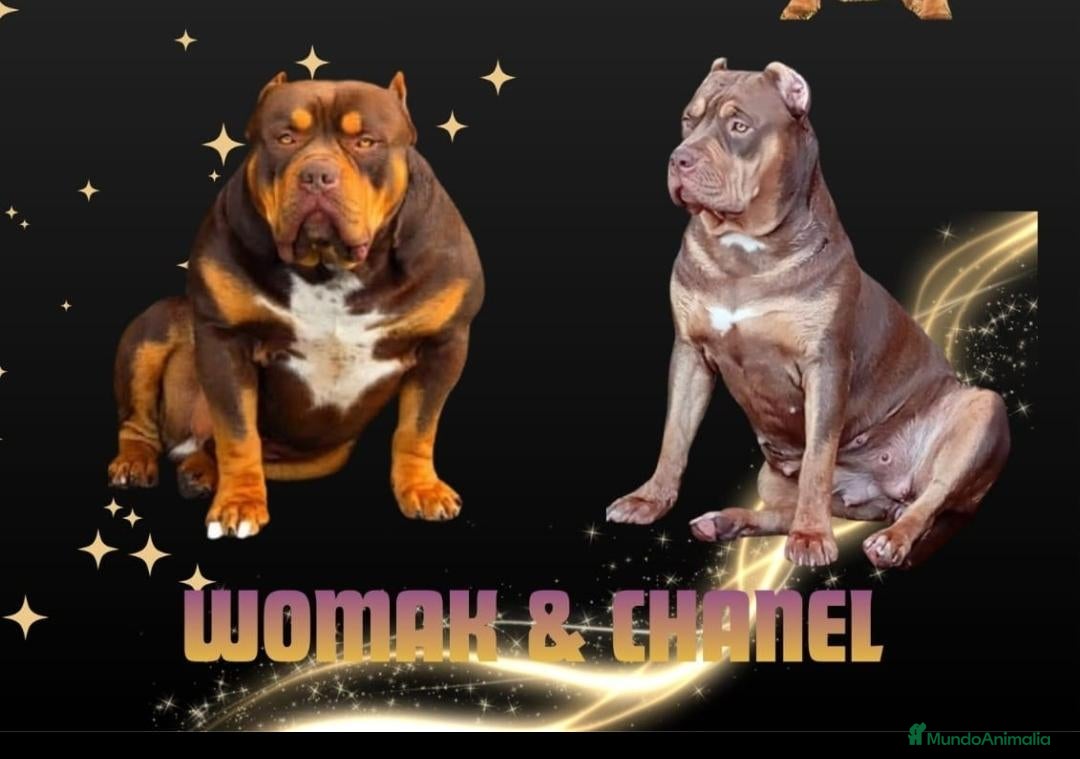 American Bully perros AMERICAN BULLY XL - Anuncio 3