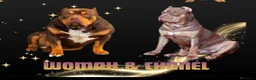 American Bully perros en venta: AMERICAN BULLY XL - Anuncio 1