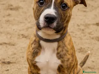 American Staffordshire-Terrier perros CAMADA AMERICAN STANFOD ATIGRADOS - Anuncio 1