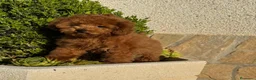 Caniche Toy perros en venta: Caniche toy tacita de té un encanto !!! - Anuncio 5