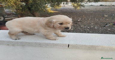 Golden Retriever perros - Anuncio 16