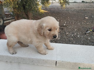 Golden Retriever perros - Anuncio 6