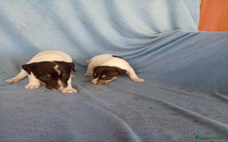 Ratonero Bodeguero Andaluz perros en venta: Bodeguero andaluz  - Imagen 6