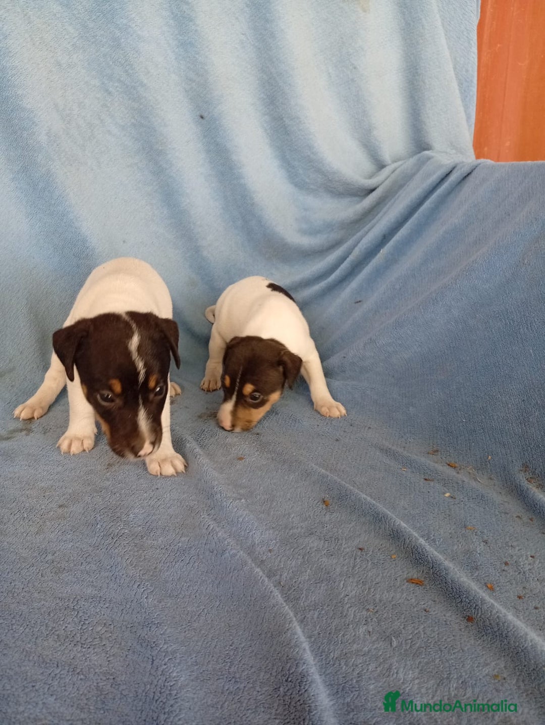 Ratonero Bodeguero Andaluz perros en venta: Bodeguero andaluz  - Imagen 6