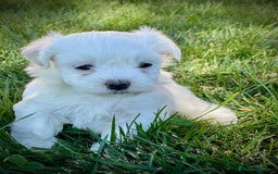 Bichón Maltés perros en venta: Cachorros de bichón maltes  - Imagen 3