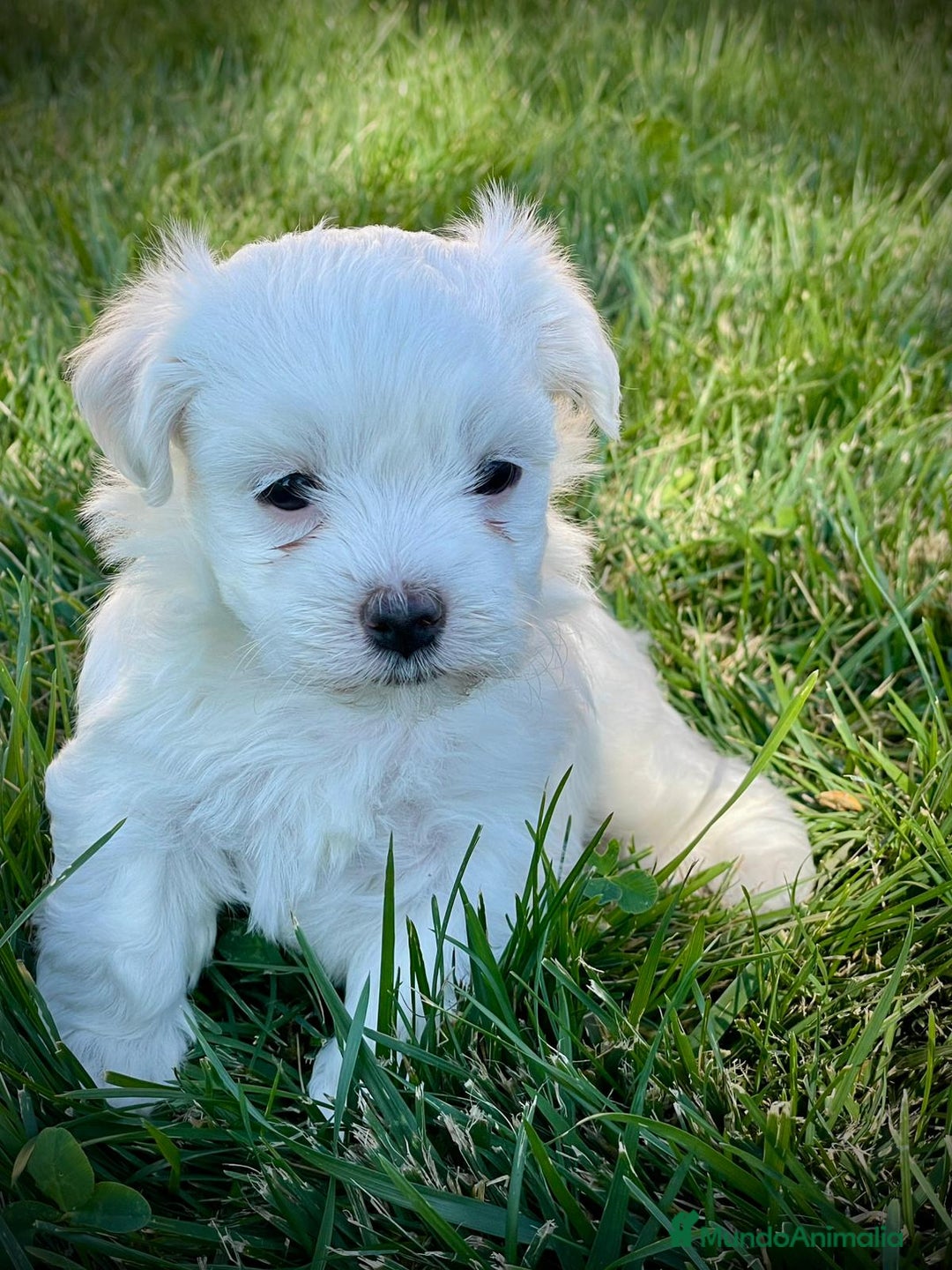 Bichón Maltés perros en venta: Cachorros de bichón maltes  - Imagen 3