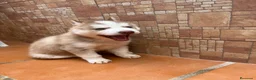 Husky Siberiano perros en venta: Husky siberiano  - Anuncio 3