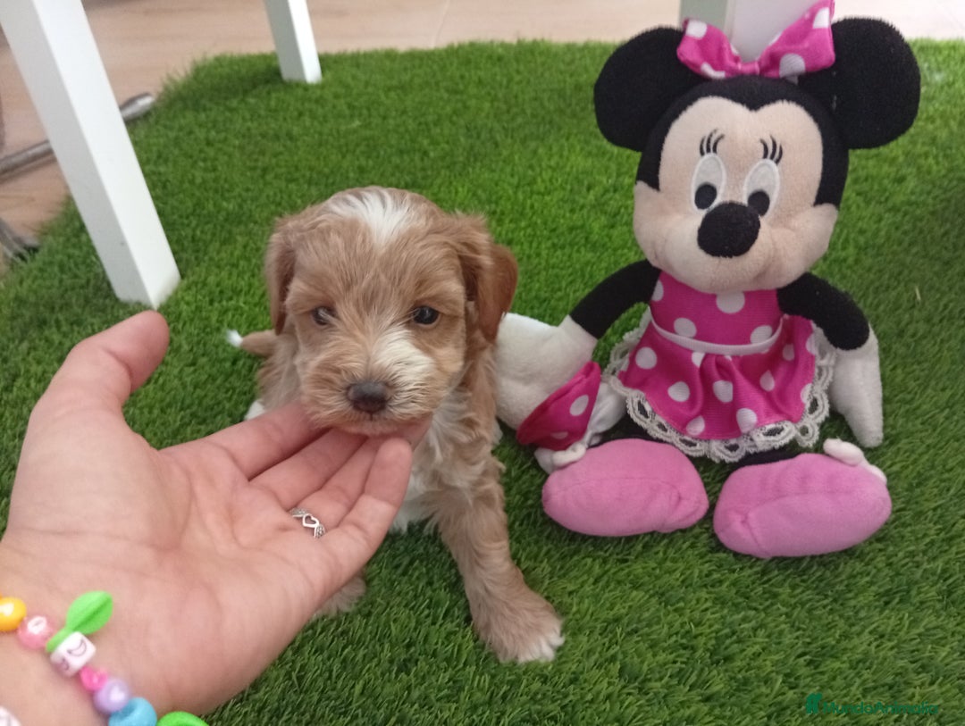 Maltipoo perros en venta: Preciosos ejemplares toy - Imagen 2