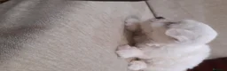Bichón Maltés perros en venta: PRECIOSOS BICHON MALTES  LINEA TOY  - Anuncio 15