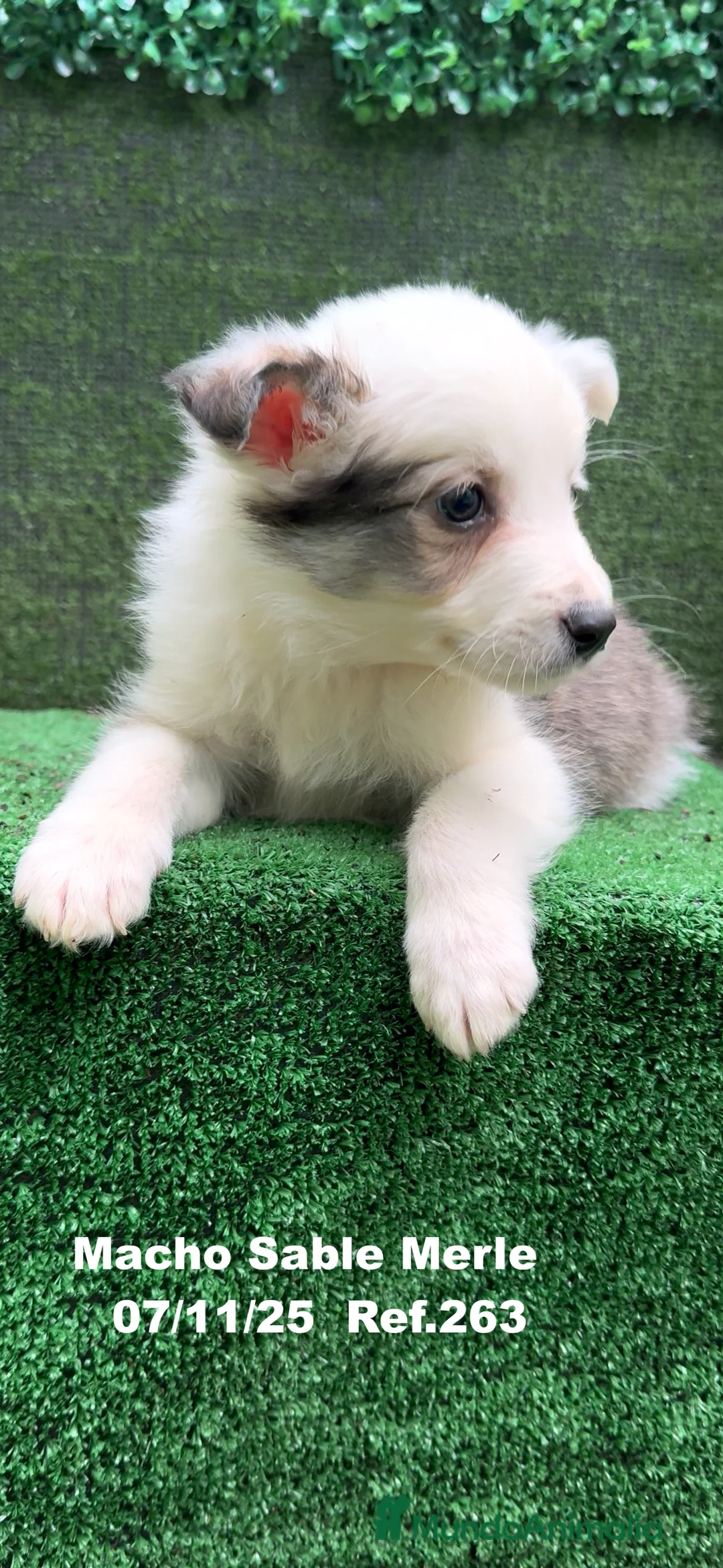 Border Collie perros en venta: Border Collie  - Anuncio 33