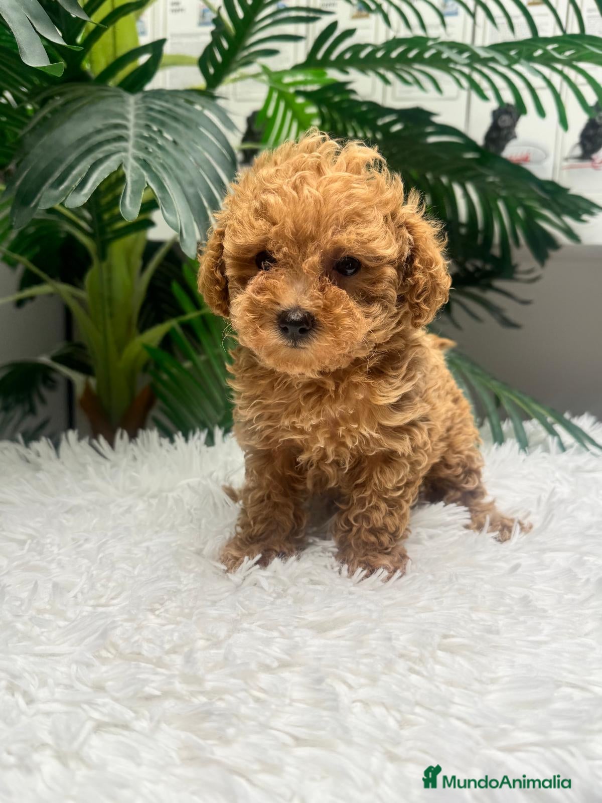 Caniche Toy perros CANICHE TOY-LISTA PARA ENTREGAR - Anuncio 7