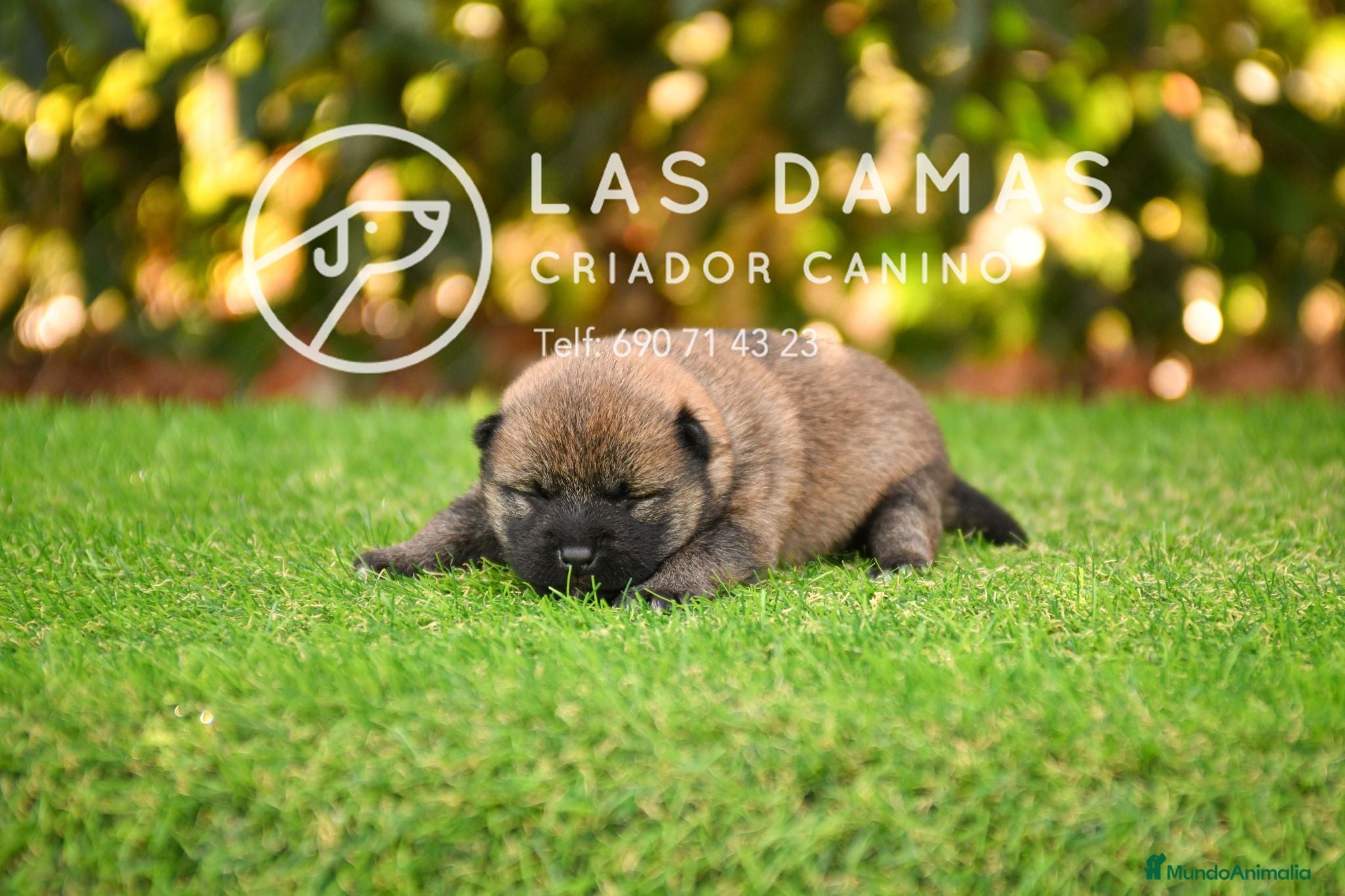 Shiba Inu perros SHIBA INU DISPONIBLES - Anuncio 1
